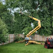 How Our Tree Care Process Works  in  Mcchord Af, WA