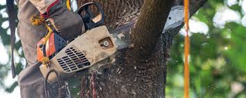 Best Tree Removal  in Mcchord Af, WA