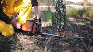 Best Tree Preservation Services  in Mcchord Af, WA