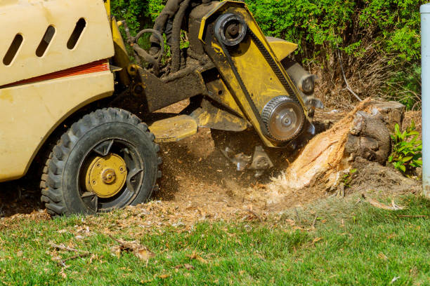 Best Leaf Removal  in Mcchord Af, WA