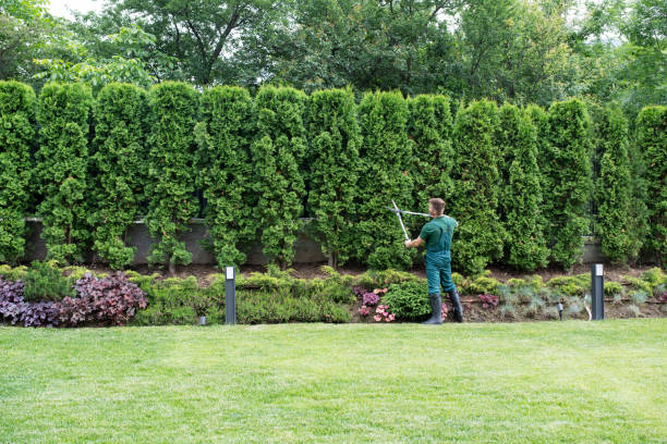 Best Organic Lawn Care Solutions  in Mcchord Af, WA