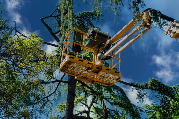 Best Tree Cabling and Bracing  in Mcchord Af, WA