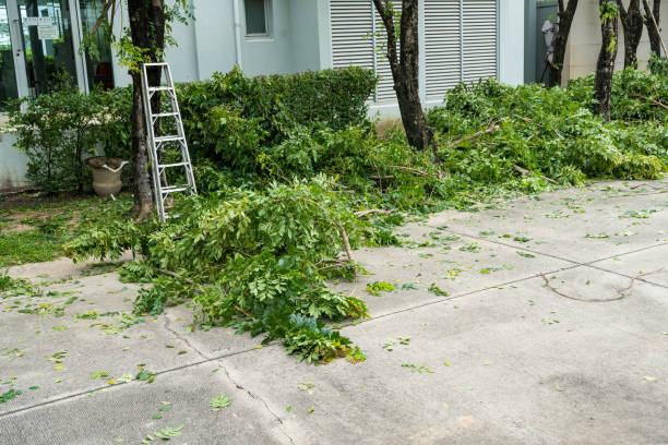Best Lawn Maintenance Plans  in Mcchord Af, WA