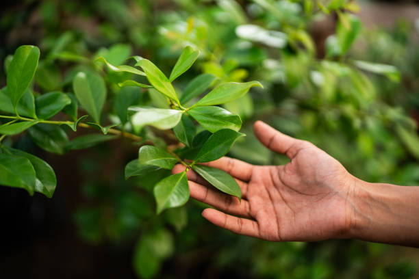 Best Tree and Shrub Care  in Mcchord Af, WA
