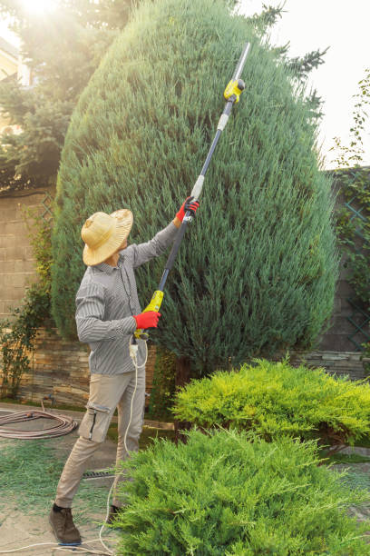 Best Palm Tree Trimming  in Mcchord Af, WA