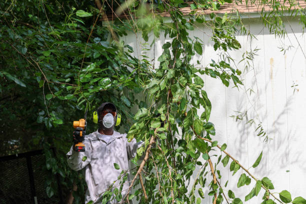 Professional Tree Services in Mcchord Af, WA