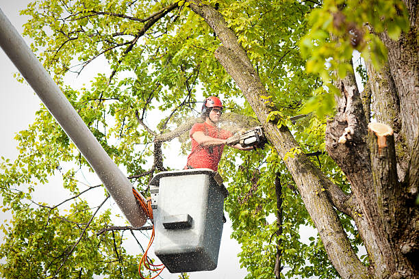 Best Tree Health Inspection  in Mcchord Af, WA