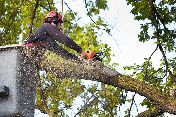 Best Commercial Tree Services  in Mcchord Af, WA